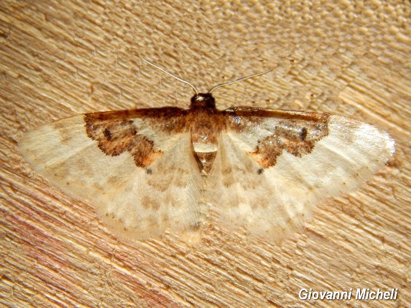 Idaea rusticata ? S